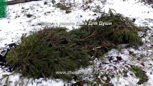 Как сделать УДОБРЕНИЕ из новогодней ЕЛКИ?