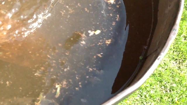 Караси монстры в Тульской области