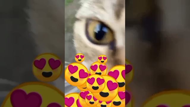 Шотландская вислоухая кошка Очень милая кошечка моя Василисочка🤗