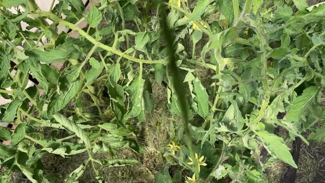 6 июня Сравнение томатов у мамы в теплице и у меня / Планирование срока посева томатов на 2024 год смотреть онлайн