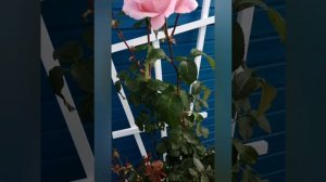 Роза грандифлора  Куин Элизабет (The Queen Elizabeth Rose, или Квин оф Ингланд роза), в 2020