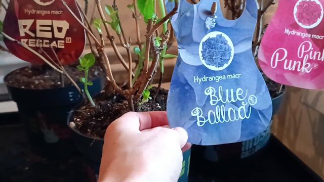 Мои новые коллекционные сорта крупнолистной гортензии - Music Collection🌺