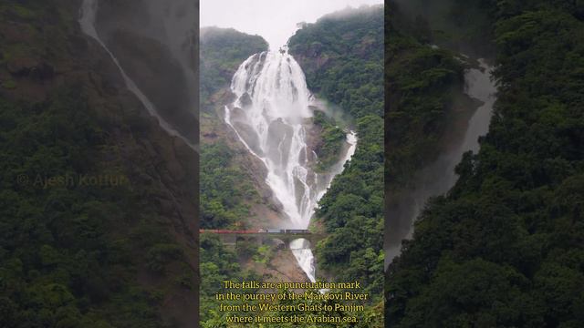 Dudhsagar Waterfalls, East Goa #dudhsagar #dudhsagarfalls #dudhsagarwaterfall #goa #indiatravel