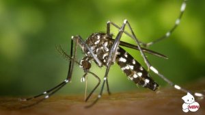 Звук комарів (звуковий жарт комарів) Звуковий ефект комара гуде