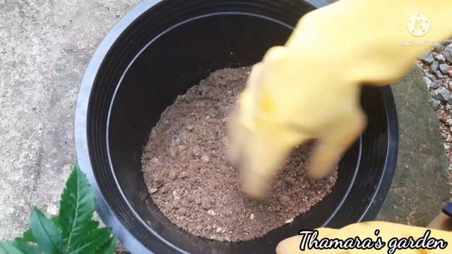 #How_to #grow || Tecoma plant | #Tecoma flowering plant In pot