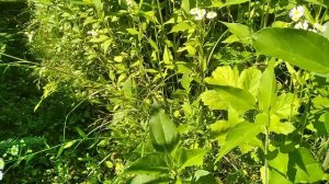 Топинамбур глушит борщевик