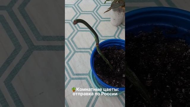 #цветоводство #цветы #комнатныерастения #альбамонстера