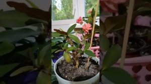 Черенкование и укоренение Эуфорбии Миля