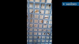 Плед из помпонов на раме