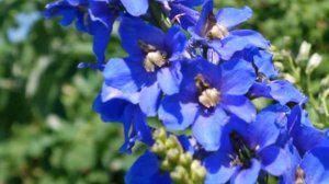 Сергей Тамбарский-Письмо (Отзвуки лета)