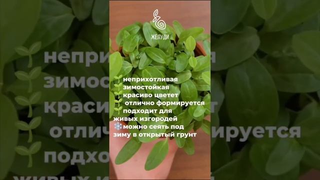 Сирень венгерская - неприхотливый садовый универсал