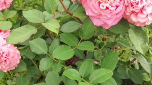 Роза Эшли в моём саду!