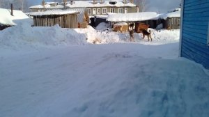 Петарды против стаи бродячих собак \ как отпугнуть собак