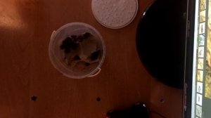 Чем кормить сверчков | Сверчки двупятнистые | Корм для ящериц