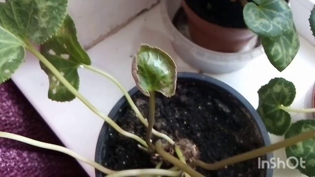 Гусеница на цикламене! смотреть онлайн