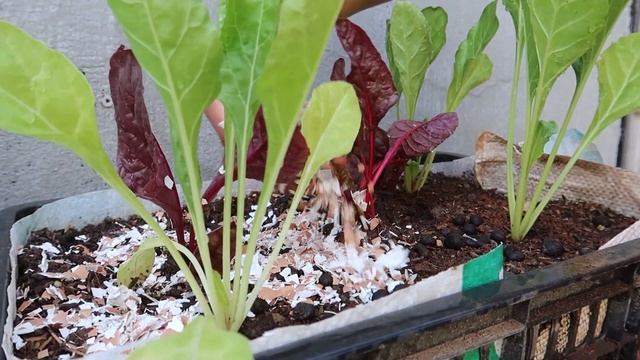 Tips for growing rainbow chard at home are super easy, the vegetables are fresh and delicious смотреть онлайн
