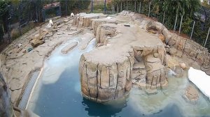 Медвежата увидели посетителей и пошли их развлекать#Toledo Zoo