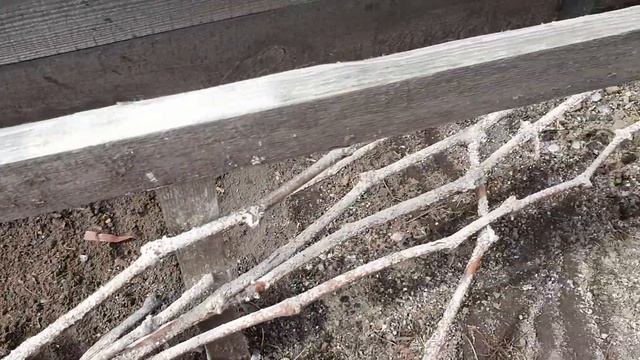 Открываем виноград после зимы. 14.04.2023 смотреть онлайн