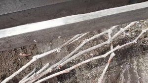 Открываем виноград после зимы. 14.04.2023