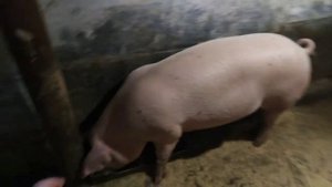 Нужно ли повторно глистогонить поросят в возрасте 5-6 мес.