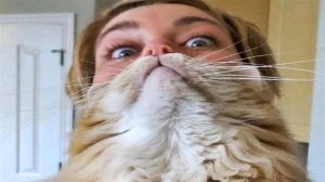 Подборка смешных видео и приколов 144? Лучшие ПРИКОЛЫ 2023