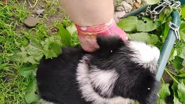 Русская цветная болонка смотреть онлайн