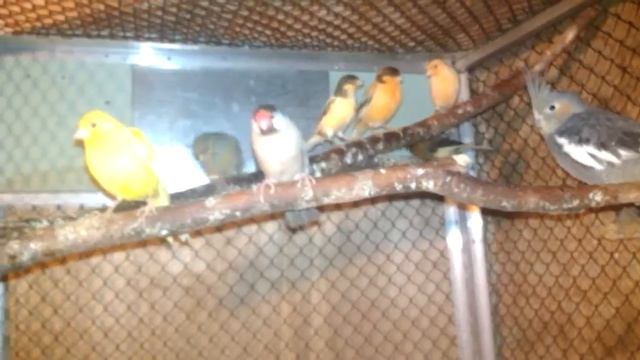 Мои птицы . Кенара и канарейки . смотреть онлайн