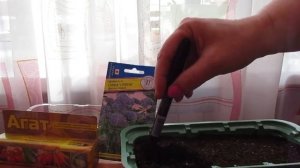 Пересаживаю трахелиум