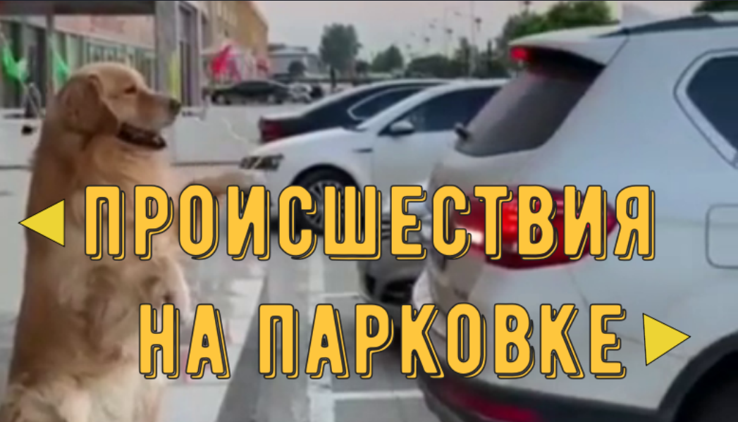 Происшествия на парковке - \не успел тронутся уже ДТП\тележка атакует\газон не пускает\