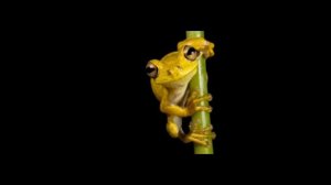 Редкие виды земноводных