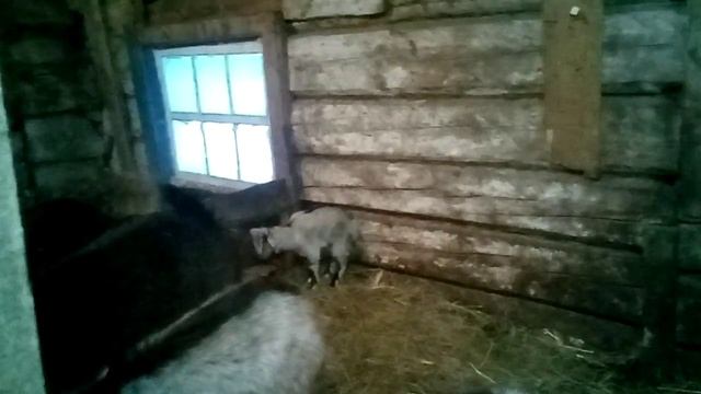 Корм для коз и свиней смотреть онлайн