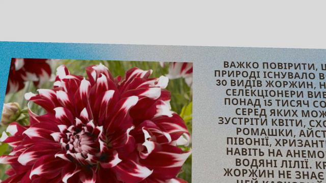 Жоржини смотреть онлайн