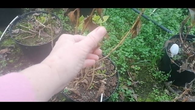 Гортензия чем подкормить к весне смотреть онлайн