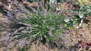 Обрезка узколистной лаванды после цветения