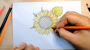 Как нарисовать подсолнух карандашами | How to draw a sunflower with pencils
