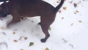 Снег#1 в жизни Американского Булли/Страшно