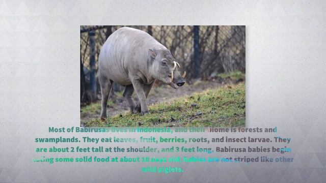 Babirusa Facts смотреть онлайн