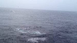 Групповая охота касаток на сельдь ,Grunnfarnes  север Норвегии...