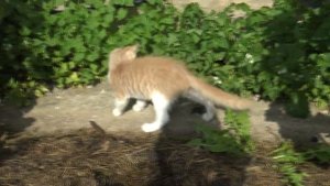 Выращивание сладкого и крупного винограда в Ленинградской области в открытом грунте