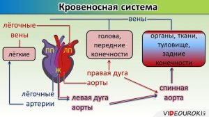 Урок по биологии "Внутреннее строение пресмыкающихся"