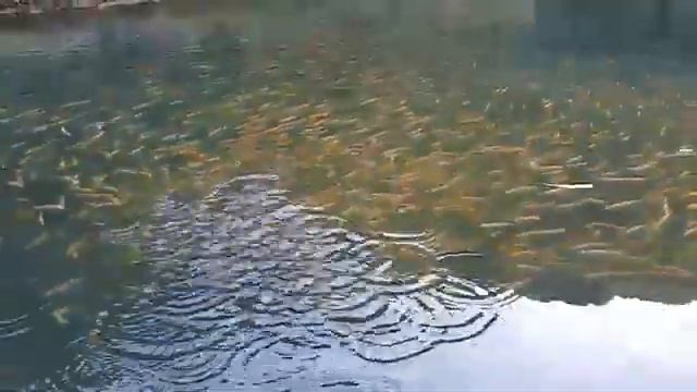 Янтарный Форель Кыял. смотреть онлайн