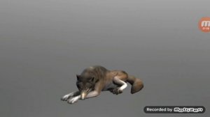 Анимации животных