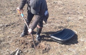 2022 Апрель. Начинаем сезон 2022. Собираем образцы почвы для анализа.