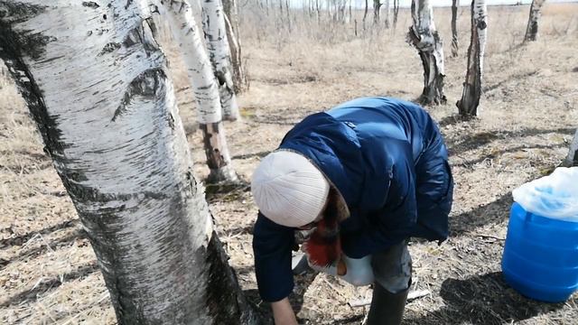 13.04.2021.(2 часть) Как мы заделываем место, после сбора березового сока. +79241232444 Владимир С. смотреть онлайн