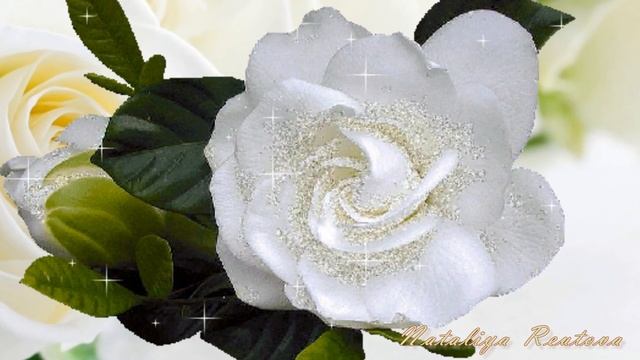 Плачьте белые розы Arkadias смотреть онлайн