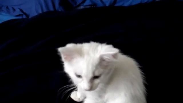 Snowflake's First Video смотреть онлайн