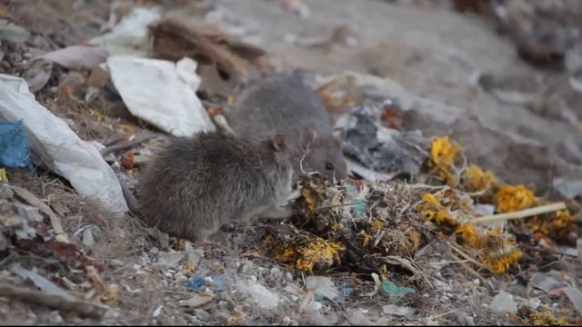 India walking 1.avi смотреть онлайн