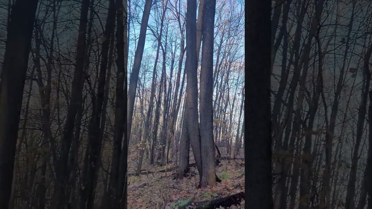 ремонт оптики #shortvideo #рекомендации #ремонт #интернет #работа #оптоволокно  #оптика #лес