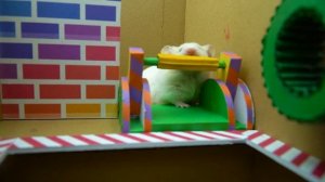 Hamster Prison Break the Maze & Meet Friend | Hamster Life