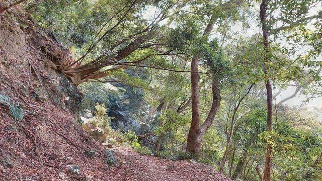 苗栗公舘阿畢崎古道,銃庫山(2023.3.15) смотреть онлайн